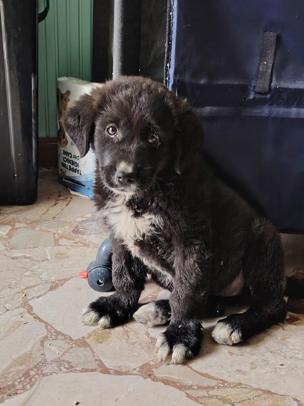 CUCCIOLA NERA E INVISIBILE  Foto 2