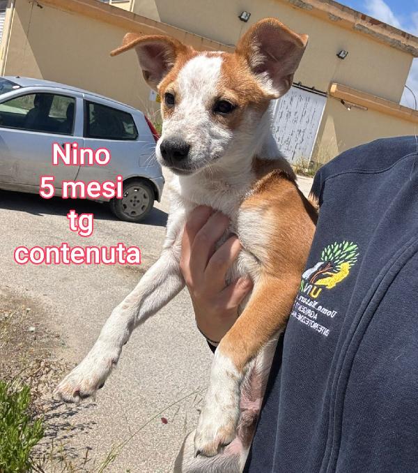 ADOTTA UN PICCOLO CANINO Foto 8