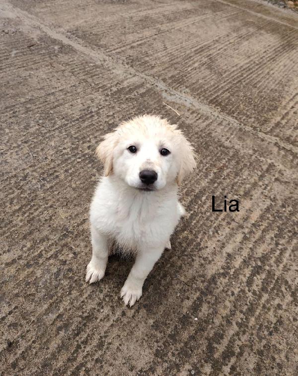 6cuccioli tg medio grande mollati con la mamma.SICILIA Foto 3