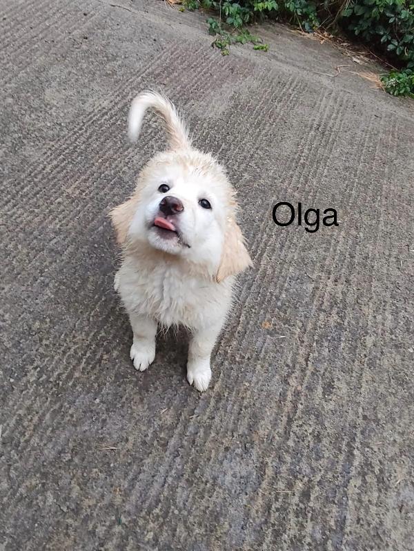 6cuccioli tg medio grande mollati con la mamma.SICILIA Foto 4
