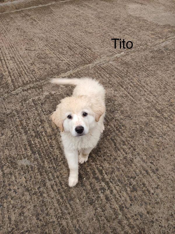 6cuccioli tg medio grande mollati con la mamma.SICILIA Foto 6