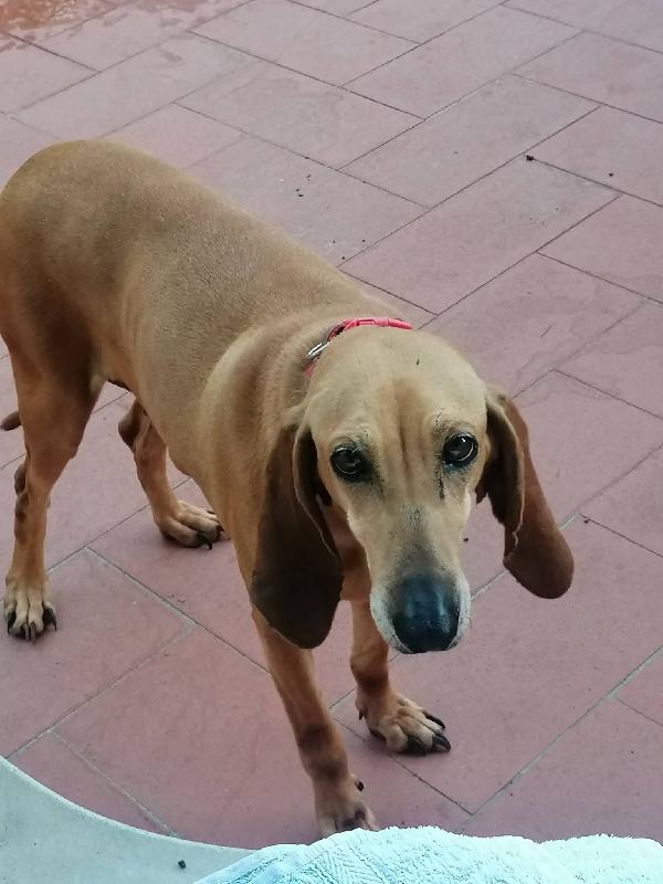 Mia Segugina Cerca Casa 