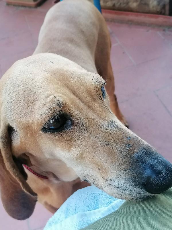 Mia Segugina cerca casa  Foto 2