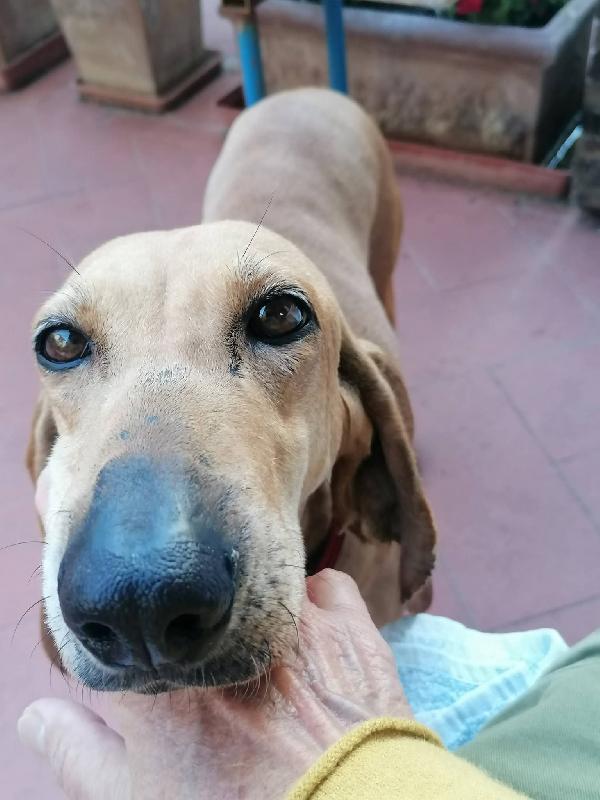 Mia Segugina cerca casa  Foto 3