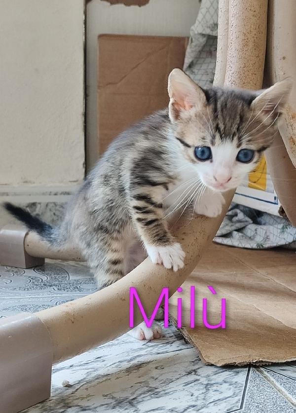 Milù Dolcissima Micina Dagli Occhi Blu 
