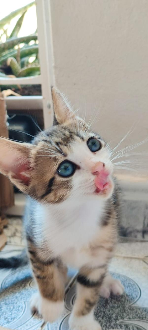 Milù dolcissima micina dagli occhi blu  Foto 2