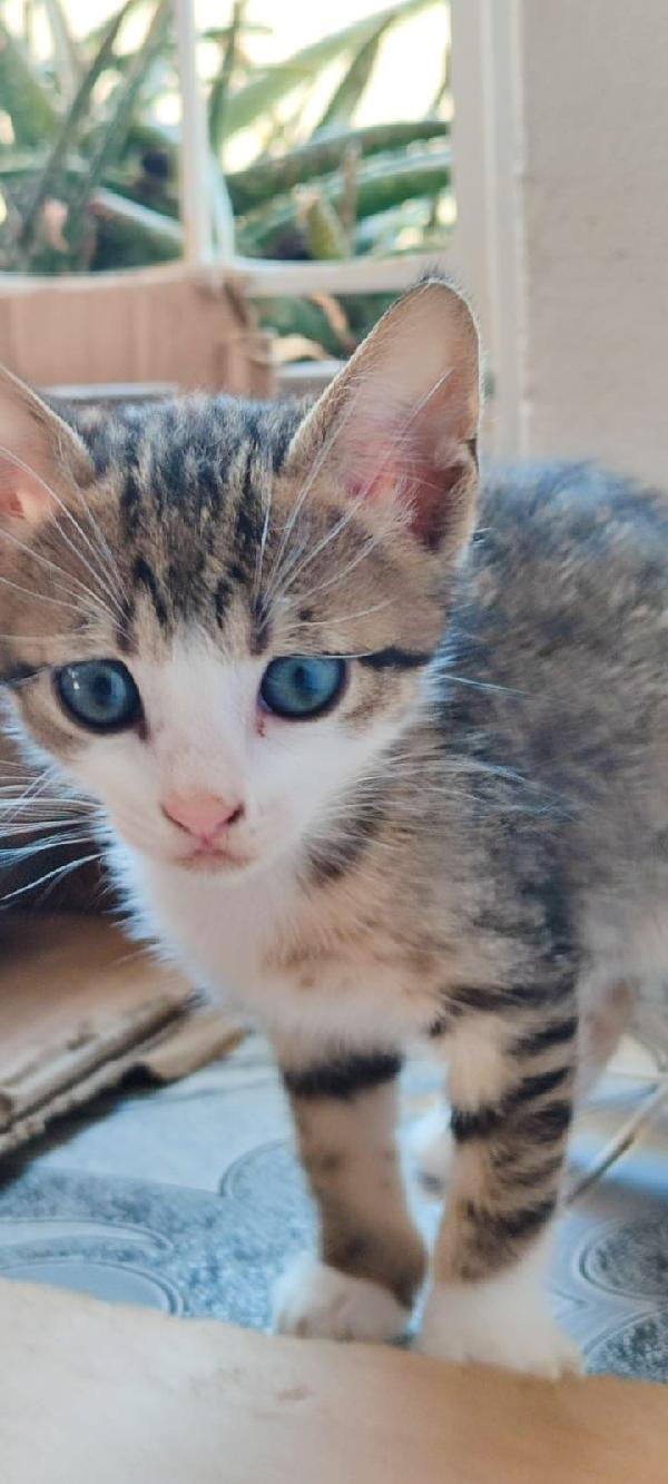 Milù dolcissima micina dagli occhi blu  Foto 3