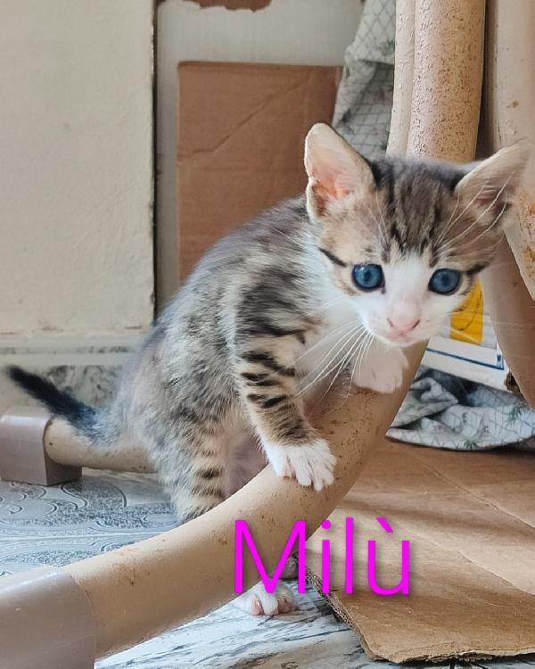 2Micini Tigrati 2Mesi In Arrivo A Milano
