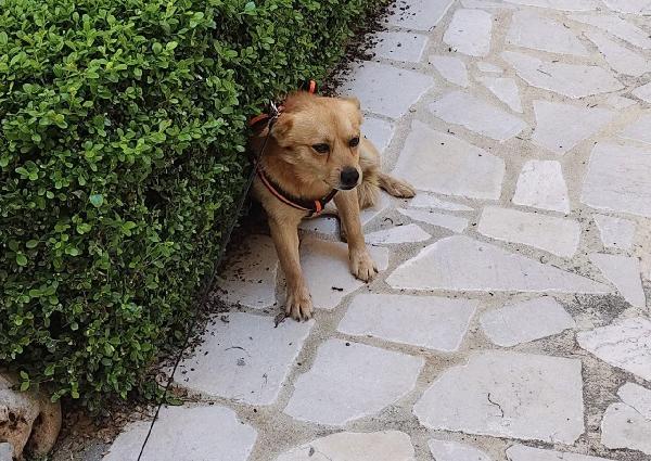 Luigi Dolcissimo Cagnolino Taglia Piccola