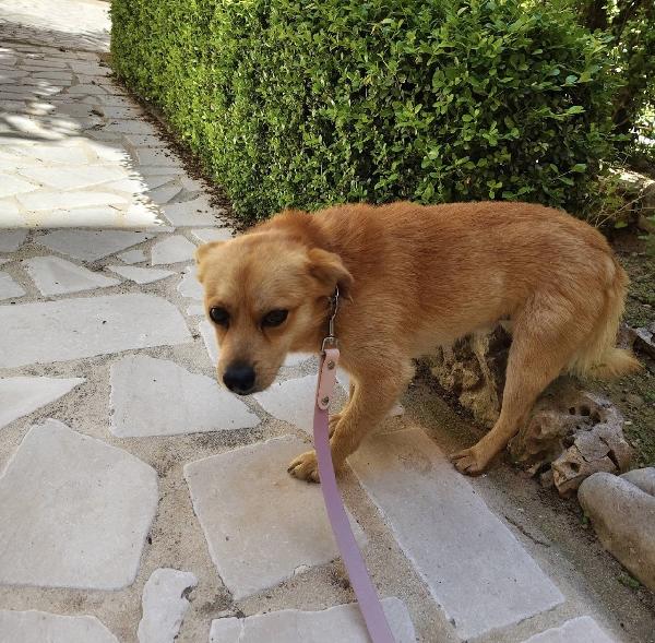 Luigi dolcissimo cagnolino taglia piccola Foto 2
