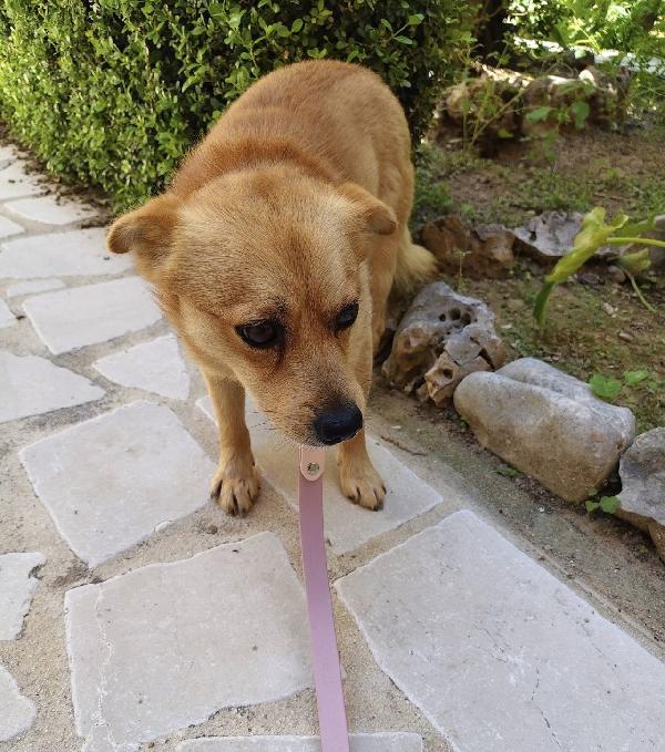 Luigi dolcissimo cagnolino taglia piccola Foto 3