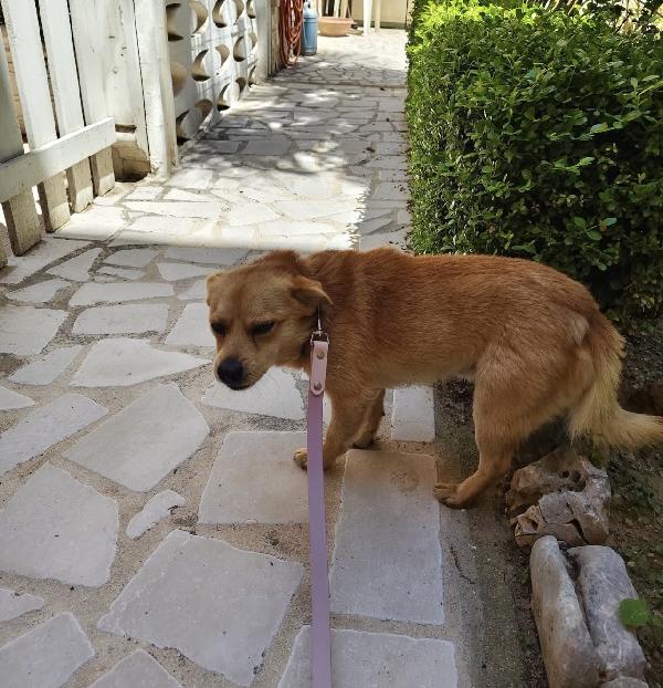 Luigi dolcissimo cagnolino taglia piccola Foto 4