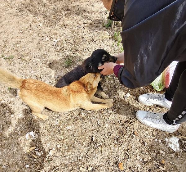Luigi dolcissimo cagnolino taglia piccola Foto 5