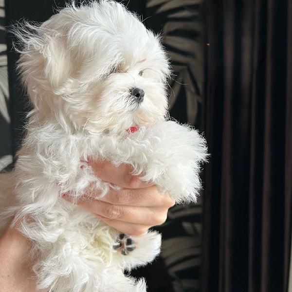 Cuccioli di Bichon Maltese in miniatura, disponibili per l'adozione gratuita.