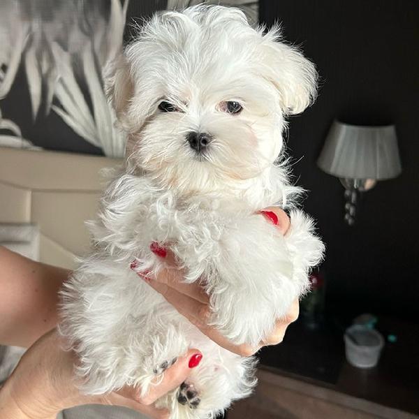 Cuccioli di Bichon Maltese in miniatura, disponibili per l'adozione gratuita.