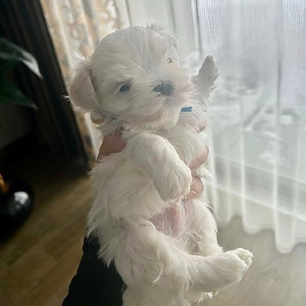 Cuccioli di Bichon Maltese in miniatura, disponibili per l'adozione gratuita.