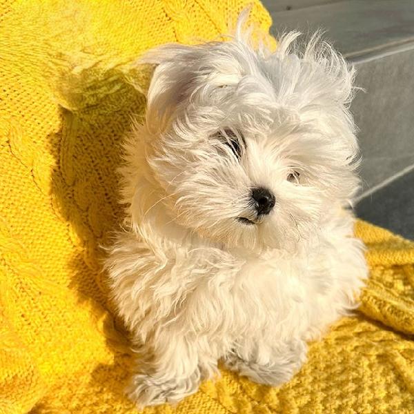 Cuccioli di Bichon Maltese in miniatura, disponibili per l'adozione gratuita. - media 4
