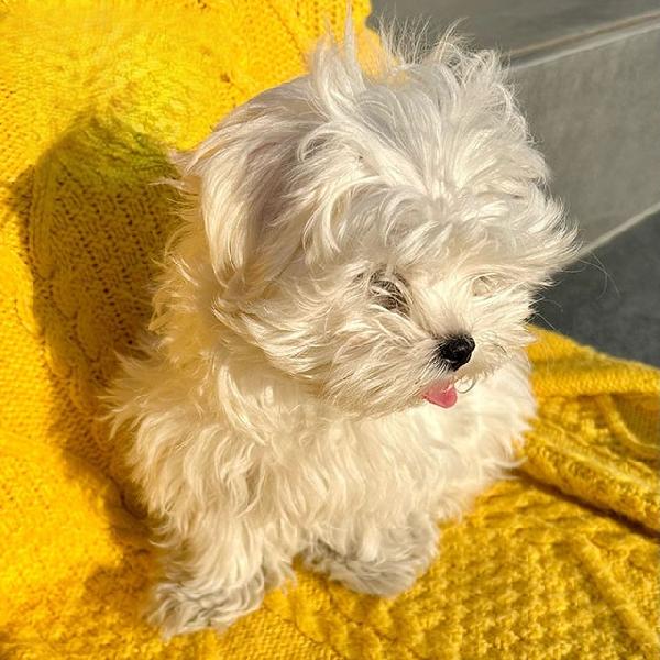 Cuccioli di Bichon Maltese in miniatura, disponibili per l'adozione gratuita. - media 5