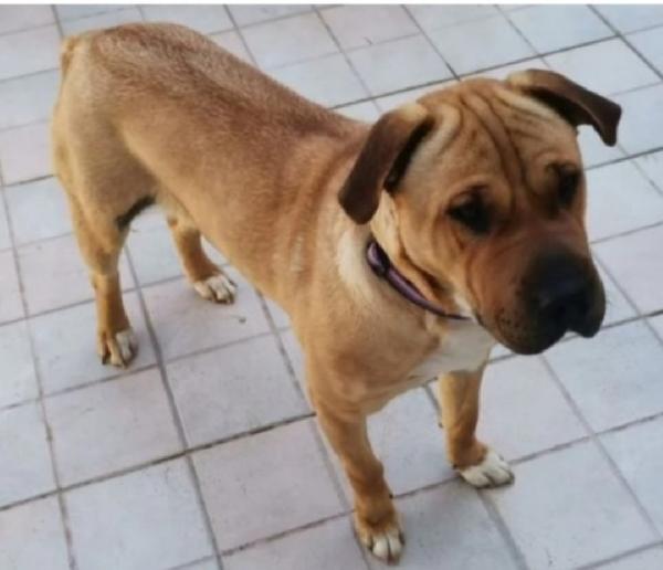 Simil Sharpei Femmina 6Anni Aspetta Da Tanto.palermo