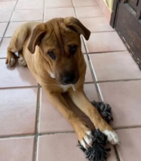 Simil Sharpei femmina 6anni aspetta da tanto.PALERMO Foto 2