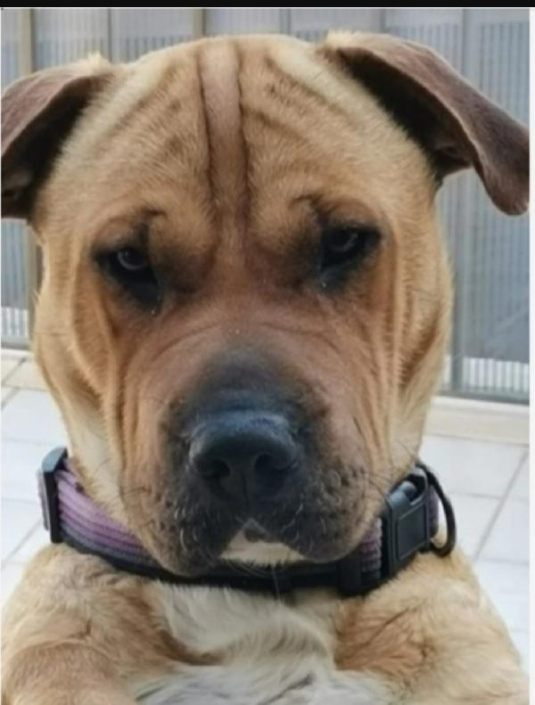 Simil Sharpei femmina 6anni aspetta da tanto.PALERMO Foto 3