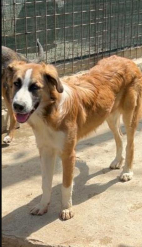 Tobia quasi 3anni nessuno lo ha mai notato! SICILIA Foto 4