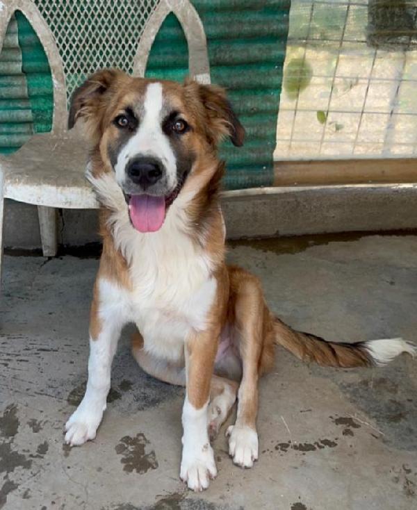Tobia quasi 3anni nessuno lo ha mai notato! SICILIA Foto 7