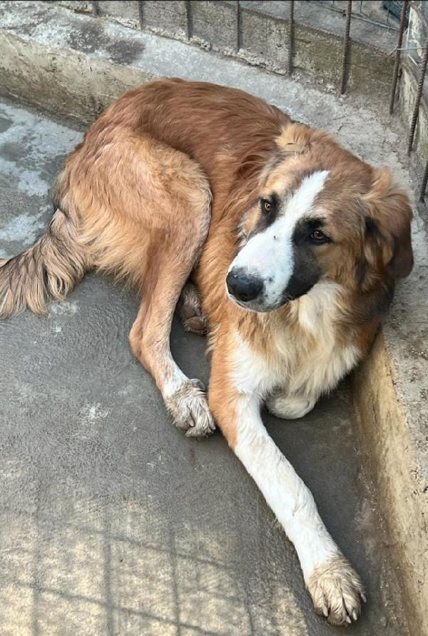 Tobia quasi 3anni nessuno lo ha mai notato! SICILIA Foto 8