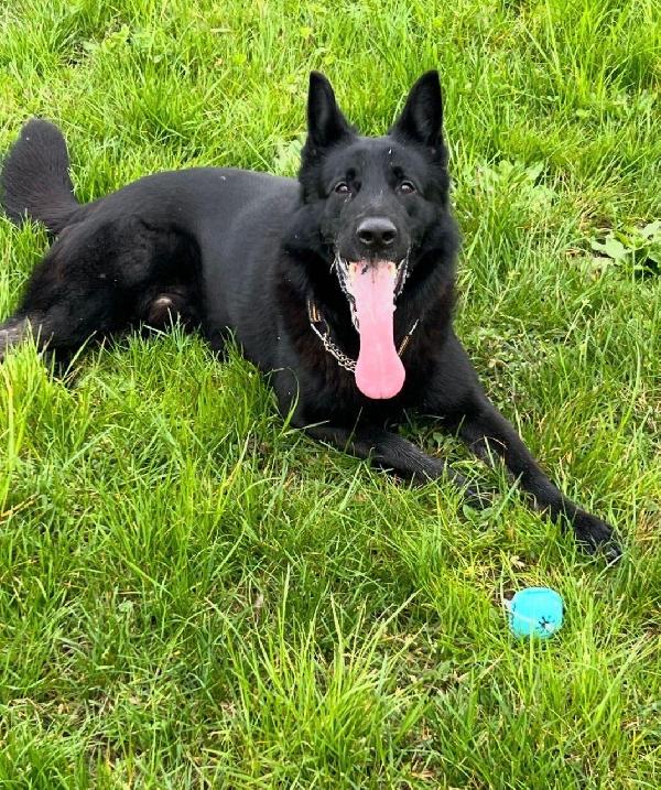 Sirius Magnifico Pastore Tedesco Con Pedigree 
