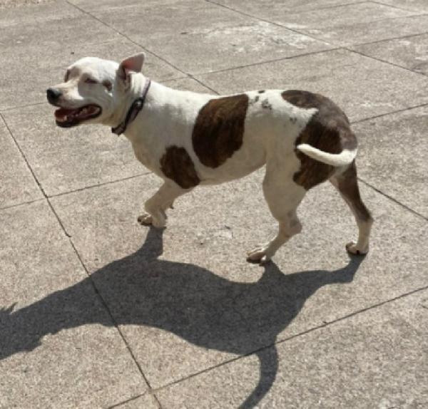 Sioux Pitbull femmina resa cieca ad 1occhio.CREMONA Foto 3