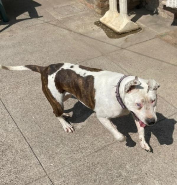 Sioux Pitbull femmina resa cieca ad 1occhio.CREMONA Foto 4