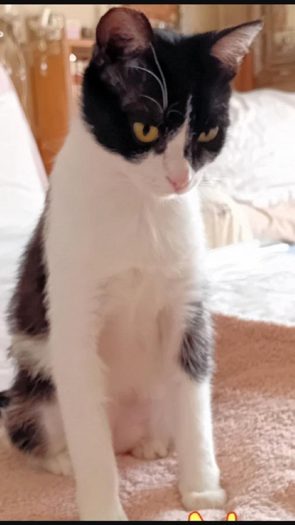 Saretta micia circa 2anni molto dolce ROMA Foto 2