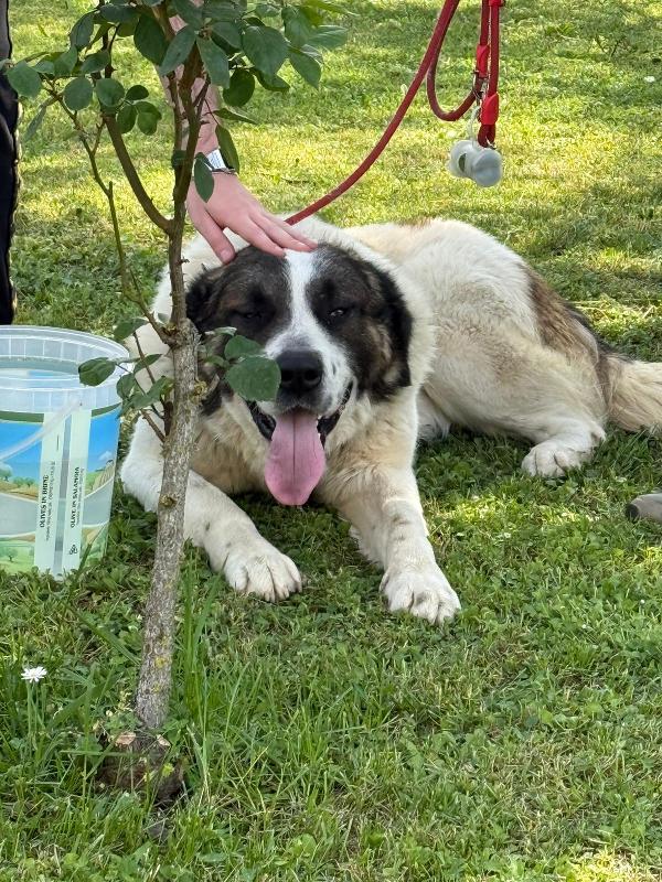 Billy 3Anni Mix S.bernardo Buonissimo In Canile Asti