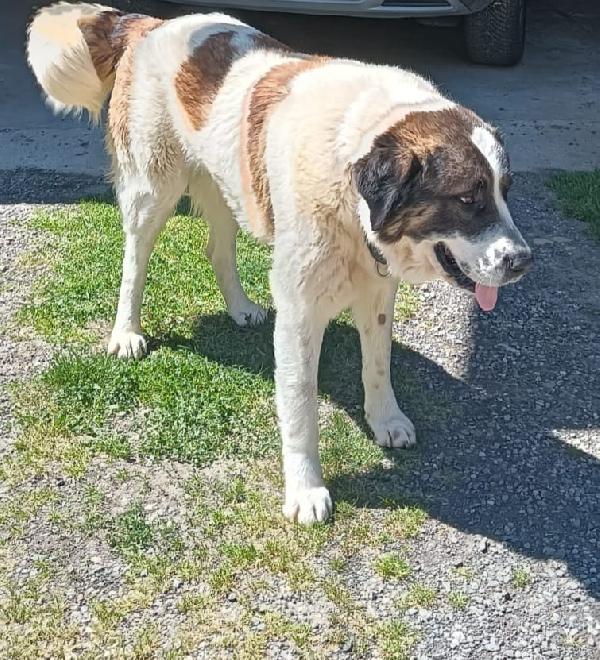 Billy 3anni mix S.Bernardo buonissimo in canile ASTI Foto 2