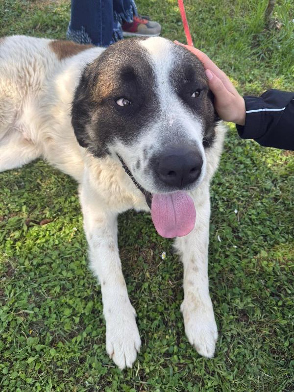 Billy 3anni mix S.Bernardo buonissimo in canile ASTI Foto 3