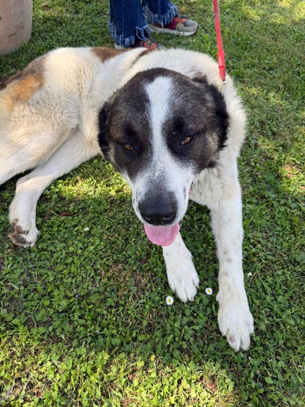 Billy 3anni mix S.Bernardo buonissimo in canile ASTI Foto 4