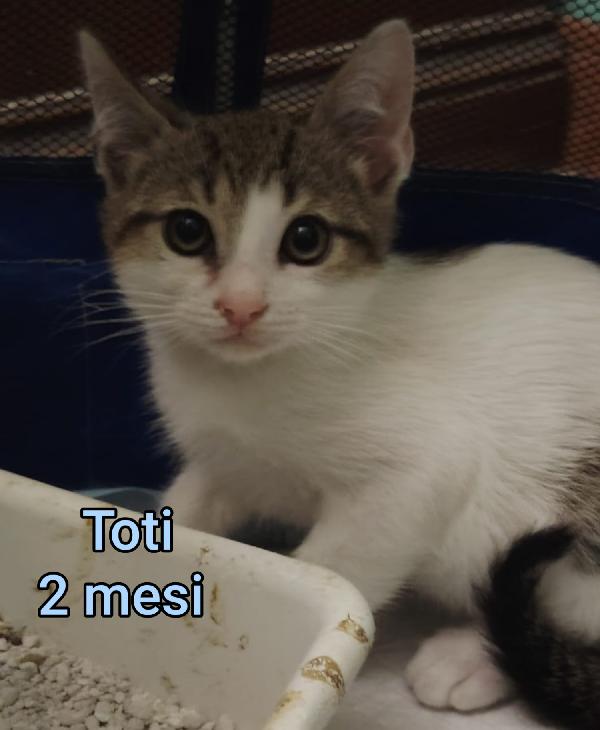 Siamo sommerse dai gatti  Foto 2