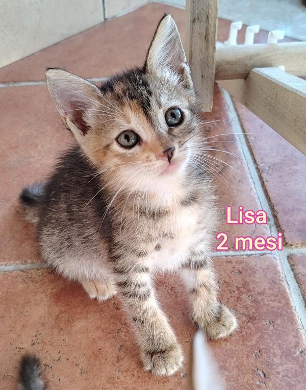 Siamo sommerse dai gatti  Foto 7