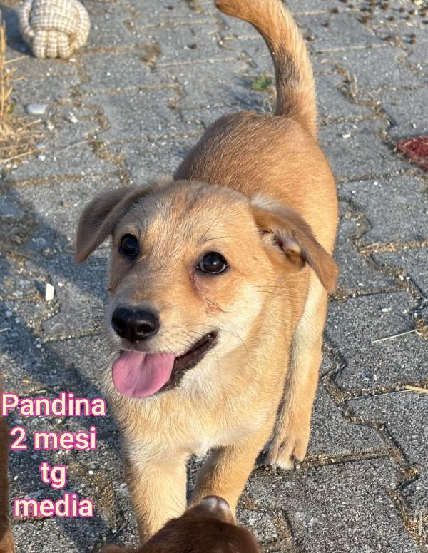 Cuccioli abbandonati in adozione  Foto 2