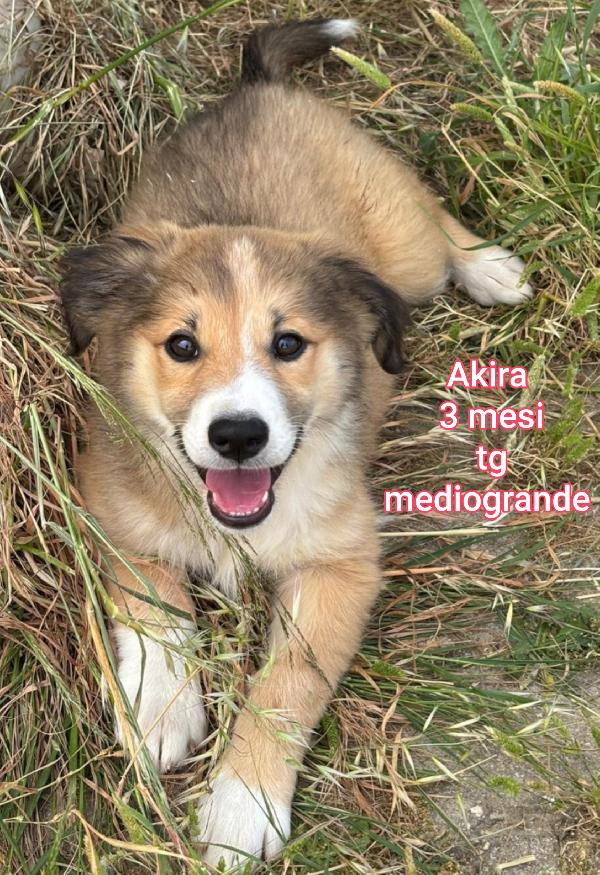 Cuccioli abbandonati in adozione  Foto 5