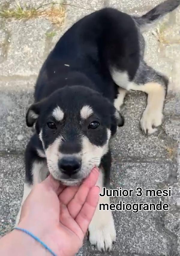 Cuccioli abbandonati in adozione  Foto 8