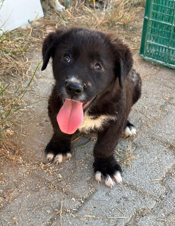 ADOTTAMI. SONO SOLO UNA CUCCIOLA Foto 4