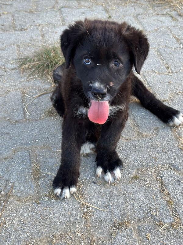 ADOTTAMI. SONO SOLO UNA CUCCIOLA Foto 5