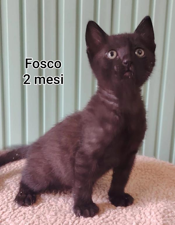SERVONO ADOZIONI X SALVARLI Foto 3