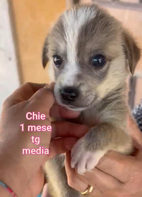 Cuccioli Buttati A Morire