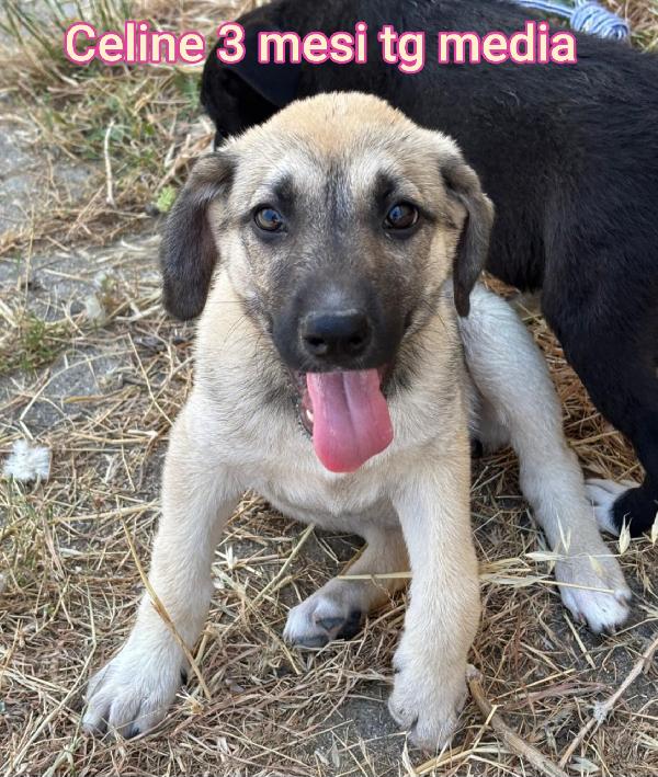 Cuccioli buttati a morire Foto 4