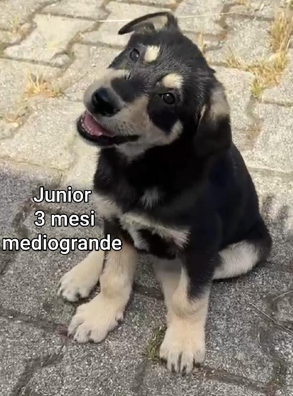 Cuccioli Soli In Rifugio 