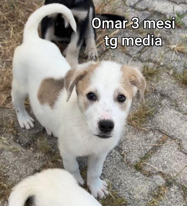 Cuccioli soli in rifugio  Foto 4
