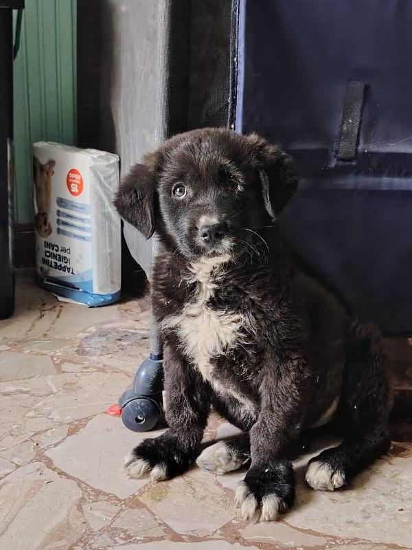 Sierra: Cucciola Troppo Grande X Tutti