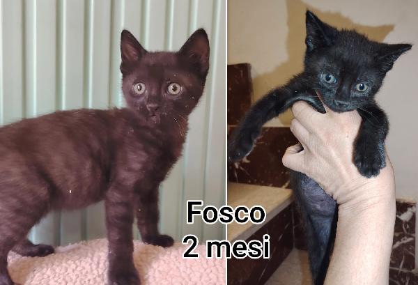 Dolcissimi Micetti Abbandonati 